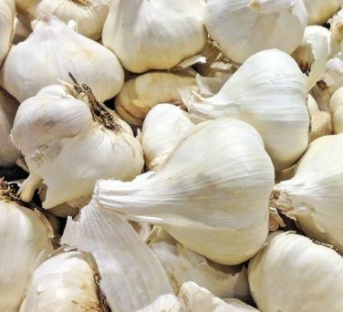 ELEPHANT GARLIC USA GROWN FRESH ORGANIC LARGE JUMBO SIZE GARLIC SEEDS CLOVE