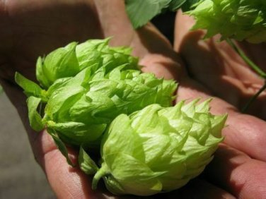 25 German Magnum Hops Seeds Cash Crop Home Beer Brewing Non GMO Organic
