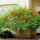 10 Dwarf Poinciana Seeds RED BIRD OF PARADISE, MEXICAN (C. pulcherrima) USA Sell