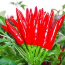 THAI HOT PEPPER Bird CHILI SEEDS 50+ VERY FRESH NonGMO Capsicum frutescens FAST