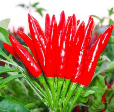 THAI HOT PEPPER Bird CHILI SEEDS 50+ VERY FRESH NonGMO Capsicum frutescens FAST