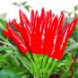 THAI HOT PEPPER Bird CHILI SEEDS 50+ VERY FRESH NonGMO Capsicum frutescens FAST
