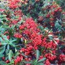 Pyracantha Berries, Firethorn  50 Seeds 2024  USA