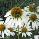 Echinacea Seeds  Purple Coneflower  USA Grown Non Gmo