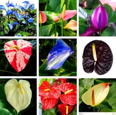 200 Mixed Color Anthurium Seeds Rare Anthurium Plantas Garden Flowers