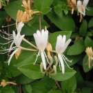 20 pc Japanese Honeysuckle Plant Vine Seed Organic Natural Grown Edible Vine