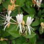 20 pc Japanese Honeysuckle Plant Vine Seed Organic Natural Grown Edible Vine