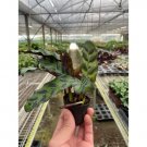 25 Seeds Calathea Lancifolia Rattlesnake Plant Flower