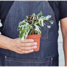 25+ Seeds Calathea White Fusion Plant