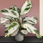 15+ Seeds Calathea Stella house plant garden flowers