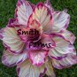 25+ Seeds Crimson Red Calathea Couture Flower WOW Beautiful Plant Garden