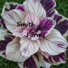 25 Seeds Multi Color Calathea Couture Flower Beautiful White Purple leaves