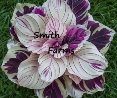 25 Seeds Multi Color Calathea Couture Flower Beautiful White Purple leaves