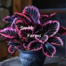 calathea roseopicta kaufen Calathea Roseopicta main image 1