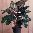 calathea weiße blätter Calathea „White Fusion“ | Kaufen Sie günstige Grünpflanzen online main image 1