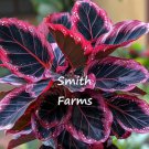 25+ Seeds Red Blood Calathea Couture Flower White Leaves Beautiful Plant  Garden