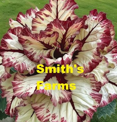 25 Seeds Red Velet Calathea Flower