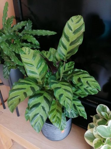 25+ Albertii Calathea Seeds