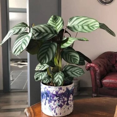 25+ Anulque Calathea Seeds