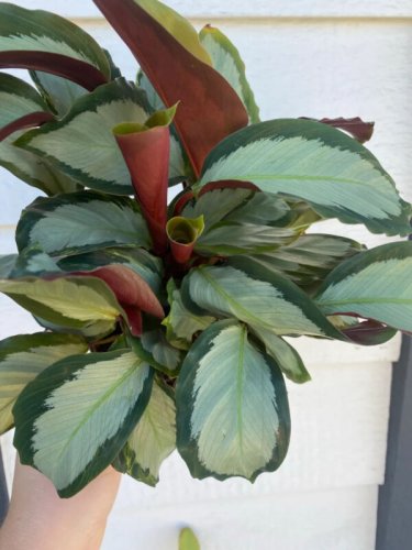 25+ Corona Calathea Seeds