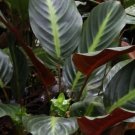 25+ Ecuadoriana Calathea Seeds
