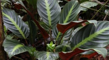 25+ Ecuadoriana Calathea Seeds