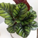 25+ Fasciata Calathea Seeds