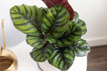 25+ Fasciata Calathea Seeds