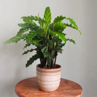 25+ Furry Feather Calathea Seeds