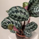 25+ Helen Kennedy Calathea Seeds