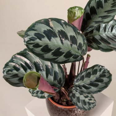 25+ Helen Kennedy Calathea Seeds