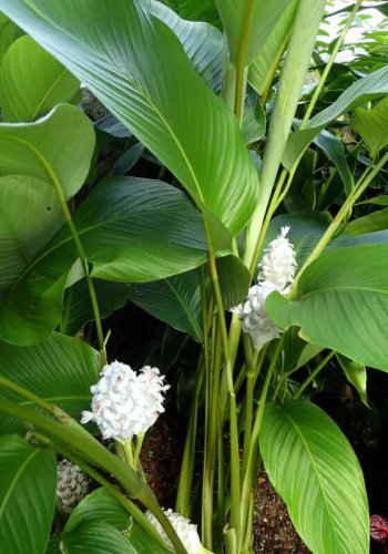 25+ Ice Blue Calathea Seeds