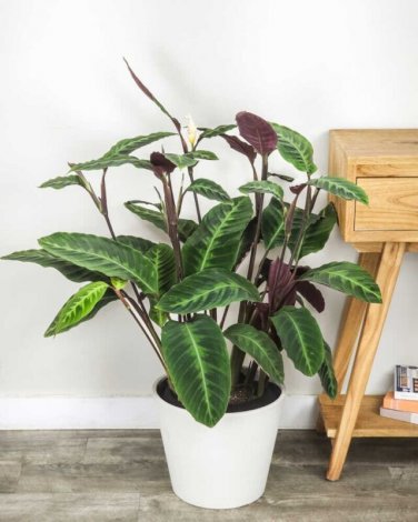 25+ Jungle Velvet Calathea Seeds