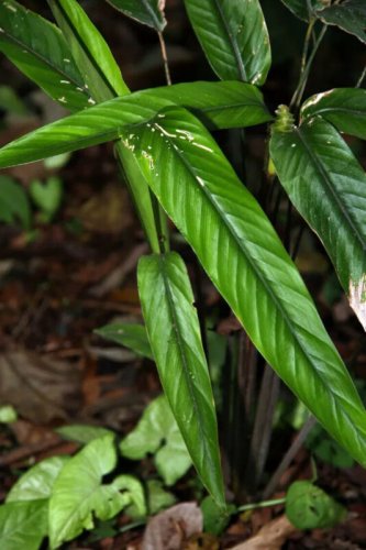 25+ Lasiostachya Calathea Seeds