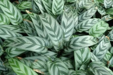 25+ Leopard Calathea Seeds