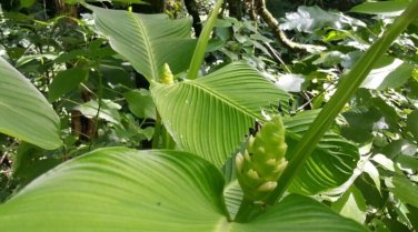 25+ Macrosepala Calathea Seeds