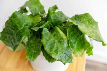 25+ Network Calathea Seeds