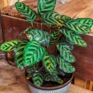 25+ Peacock Calathea Seeds