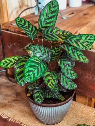 25+ Peacock Calathea Seeds