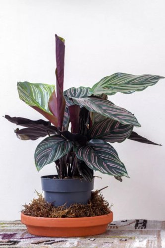 25+ Pin Stripe Calathea Seeds