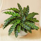 25+ Rattlesnake Calathea Seeds