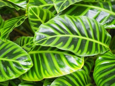 25+ Wiotii Calathea Seeds