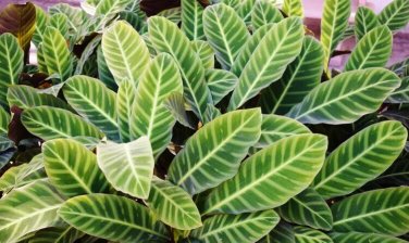 25+ Zebra Calathea Seeds