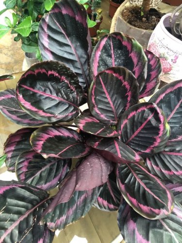 25+ Seeds Edgy Pink Calathea Couture