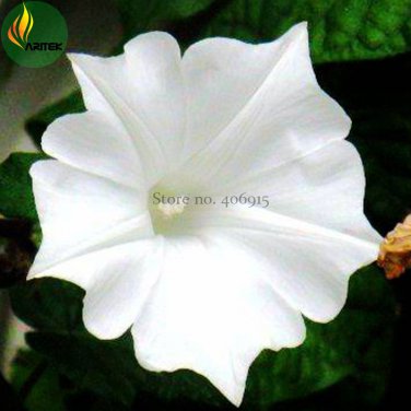 Imported Purely White Morning Glory Seeds, 10 Seeds