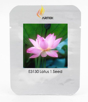 Heirloom Light Pink Fragrant Nelumbo Nucifera Lotus Flower Seeds, Professional Pack, 1 Seed