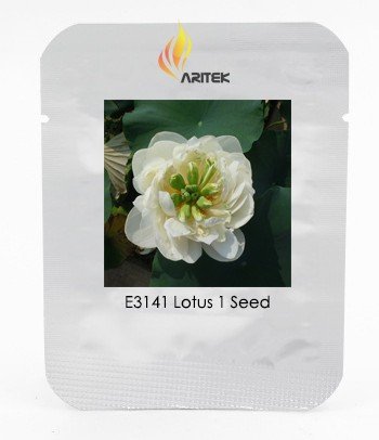 Heirloom Fragrant White Wrinkled Nelumbo Nucifera Lotus Seeds, Professional Pack, 1 Seed