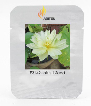 Very Rare White Nelumbo Nucifera Lotus Flower with Green End Seeds, Professional Pack, 1 Seed