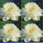 Rare White Nelumbo Nucifera Beautiful Lotus Seeds, Professional Pack, 1 Seed