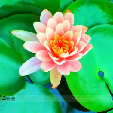 1 Professional Pack, 1 seed / pack, Small Pink Lotus Nelumbo Nucifera Flower Seed